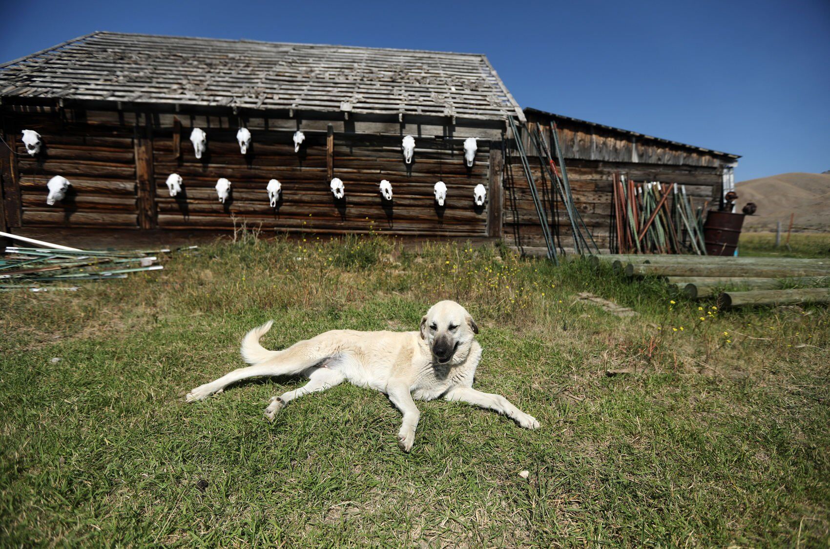 Guard dogs protect sheep on a ranch near Glen